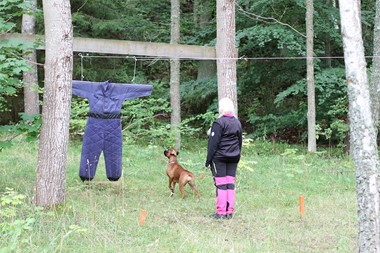 Mentalprov – for avelsarbete och rasutveckling + Fotograf Anna Persson