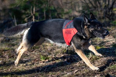 Samarbete o¨ver klubbgra¨nserna + Fotograf Ha°kan Leiborn 1