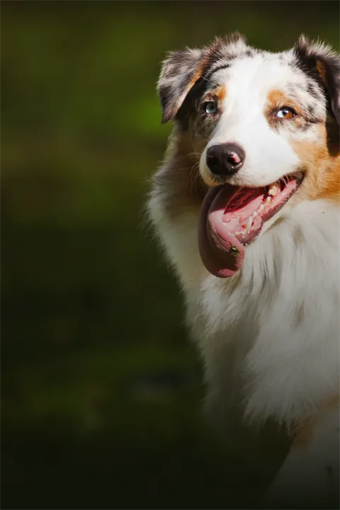 AdobeStock_49979712-mobile