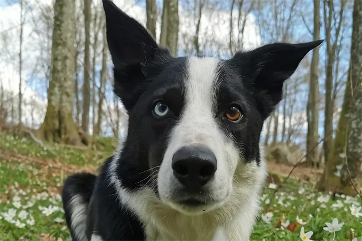webbild