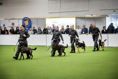 Elmia Hund 2025 väktarhundar