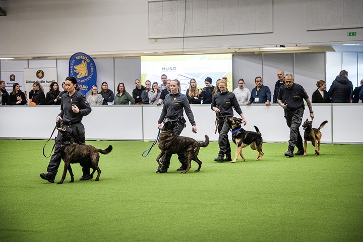 Elmia Hund 2025 väktarhundar