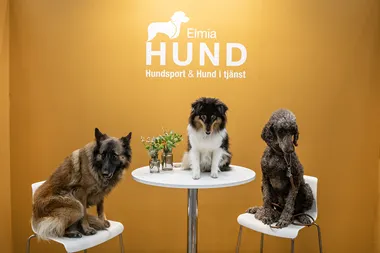 Elmia Hund 2025 tre hundar