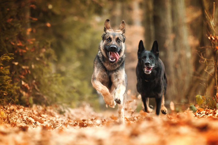 AdobeStock_470676646