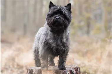 Webbild liggande (1)