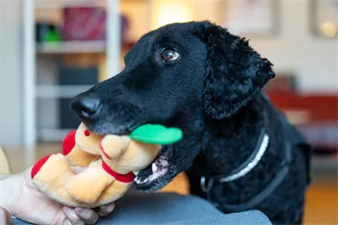 Webbild liggande (2)