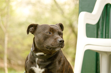Staffordshire-bull-terrier (kopia)