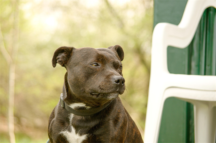 Staffordshire-bull-terrier (kopia)