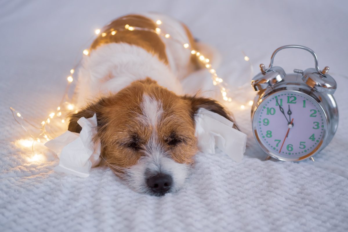 Webbild liggande (2)