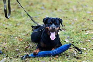 Webbild liggande (kopia)