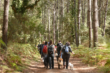 Webbild liggande