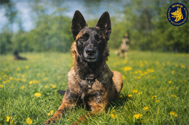 Webbild liggande (1)