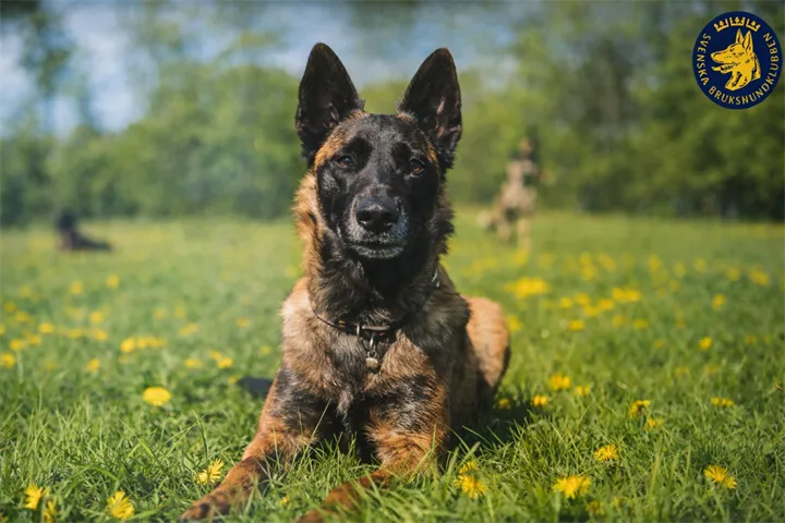 Webbild liggande (1)