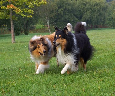 Tva° la°ngha°riga collies Foto Ma°ns Engelbrektsson
