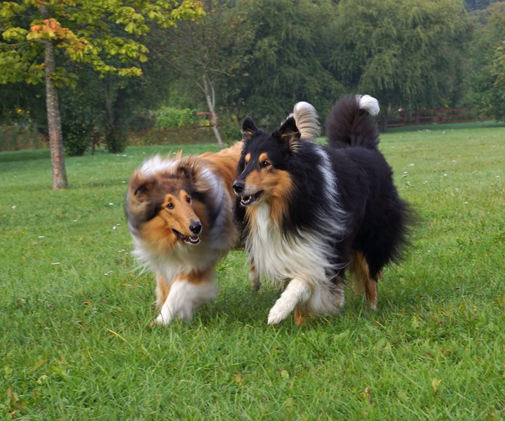 Tva° la°ngha°riga collies Foto Ma°ns Engelbrektsson