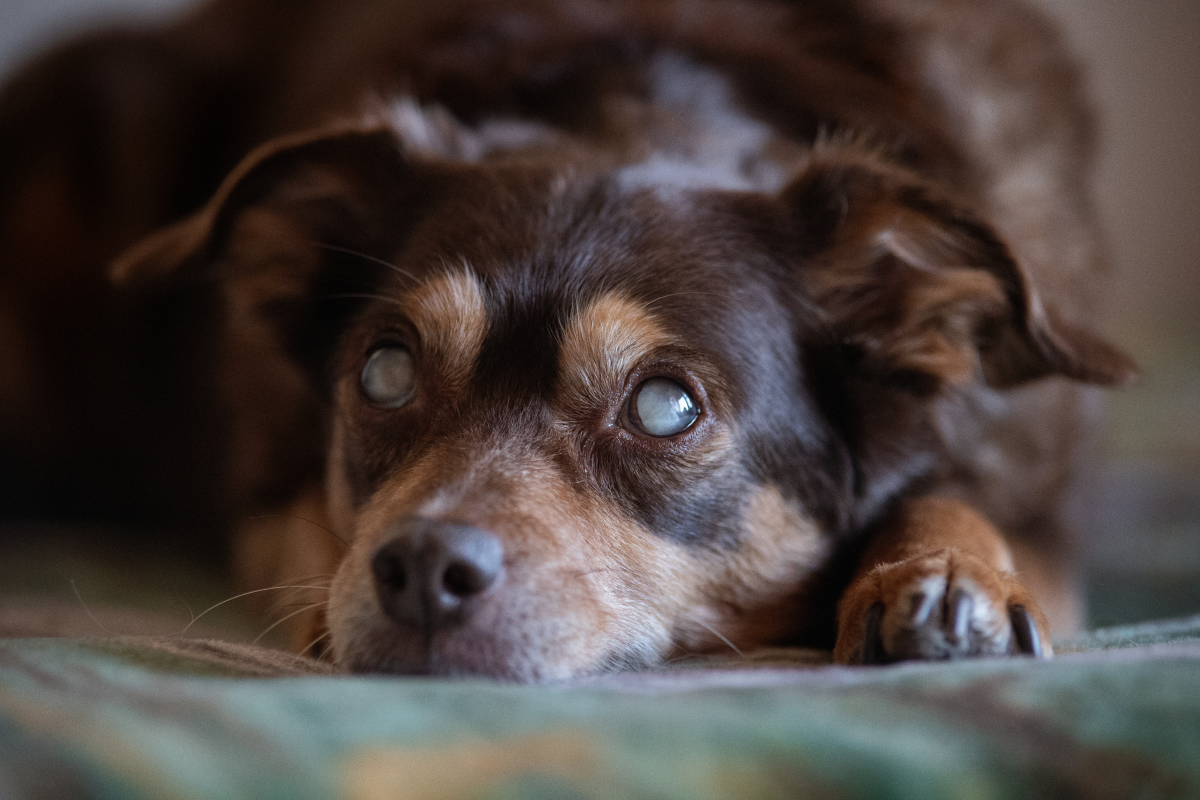 Webbild liggande (3)