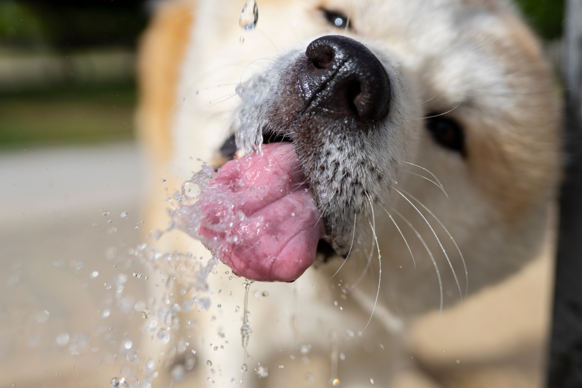 Webbild liggande (4)