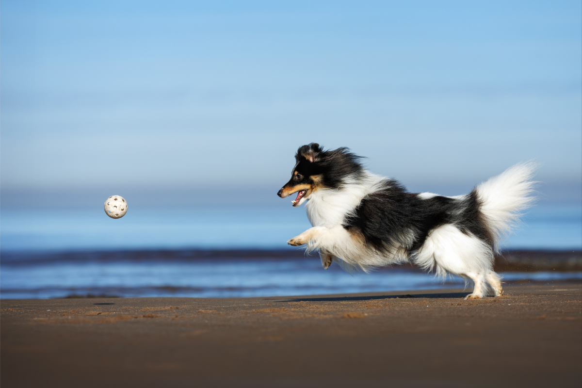 Webbild liggande (1)