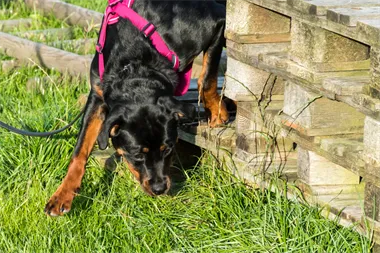 Webbild liggande (2)