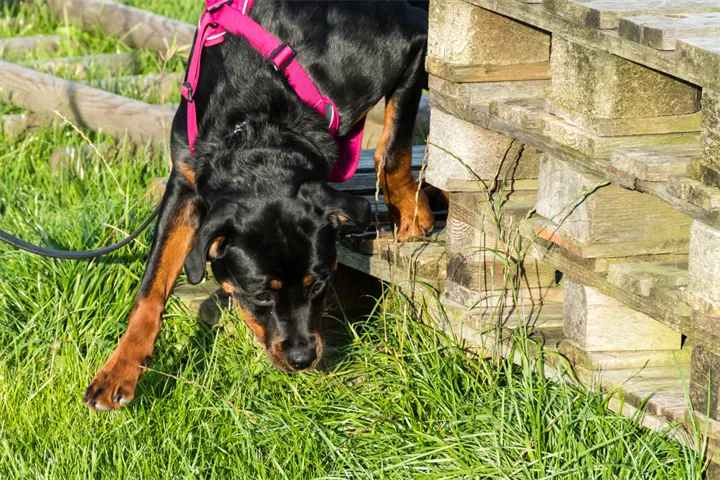 Webbild liggande (2)