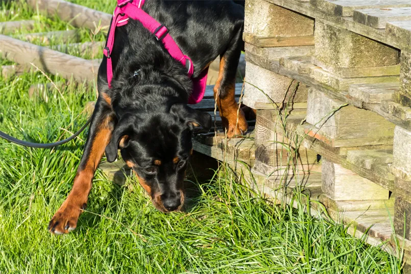 Webbild liggande (2)