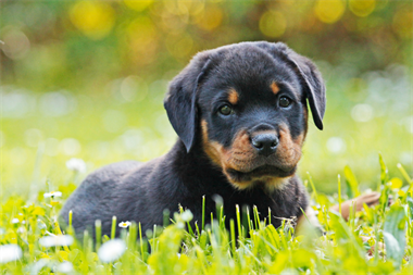 Hund