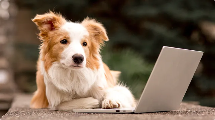 Tipsa redaktionen hund 