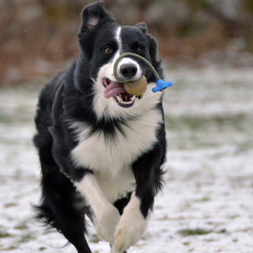 Årets SBK-hund utsedd!