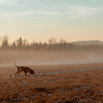 Hundar fast i rävfälla