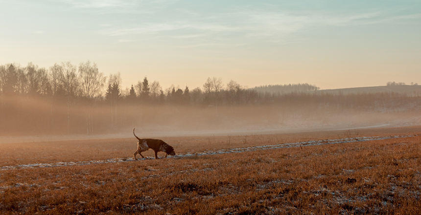 Hundar fast i rävfälla