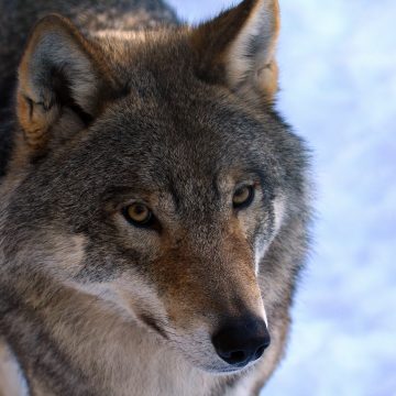 Inga spår av hund i våra vargar