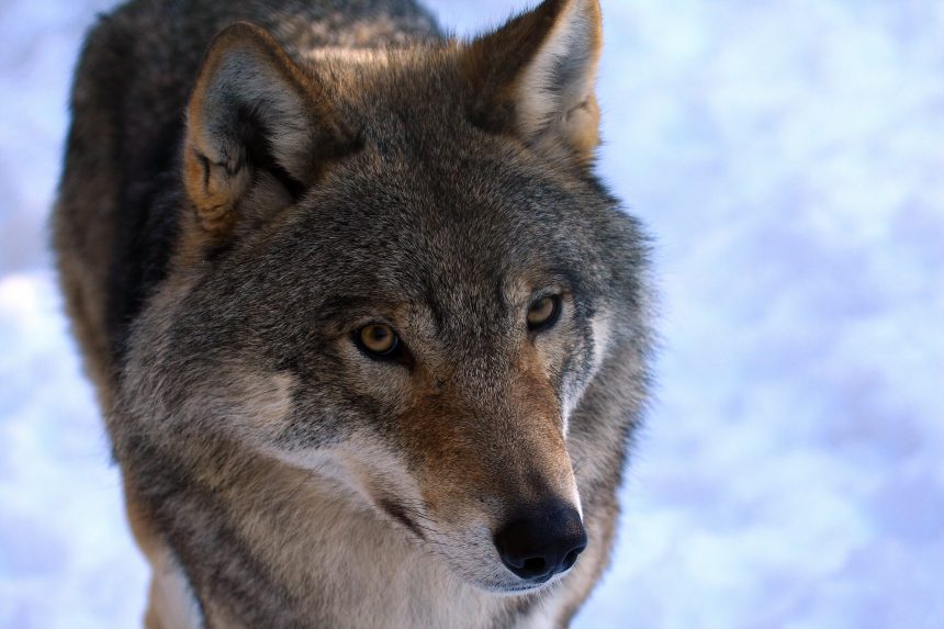 Inga spår av hund i våra vargar