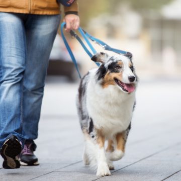 Museiguidning med hundträning