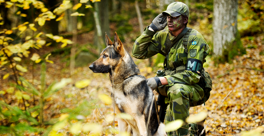 Testa HLR för hund