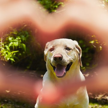 Lättare bli kär i hunden än en partner