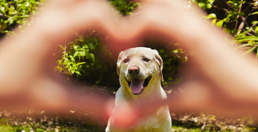 Lättare bli kär i hunden än en partner