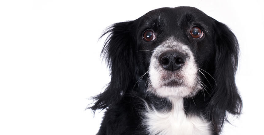 Hunden avspeglar ägarens stress