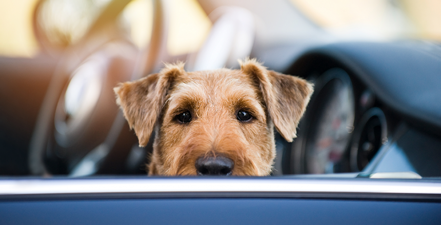 Smart parkering för hunden i sommar