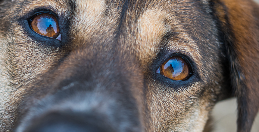 Hundens ögon som gjorda för oss