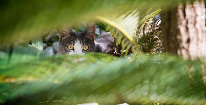 Katten som blev hundens bästa vän