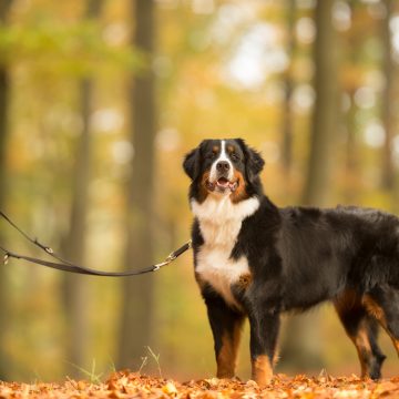 Boka bud för att ta ut hunden?