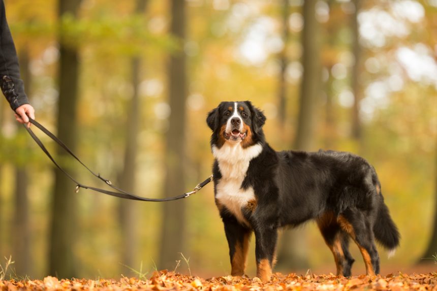 Boka bud för att ta ut hunden?