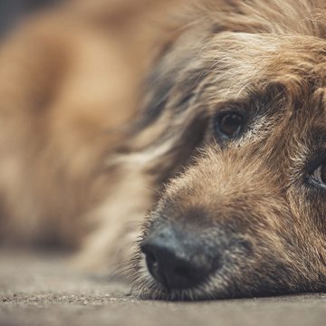 Dömd för djurplågeri – får behålla hunden