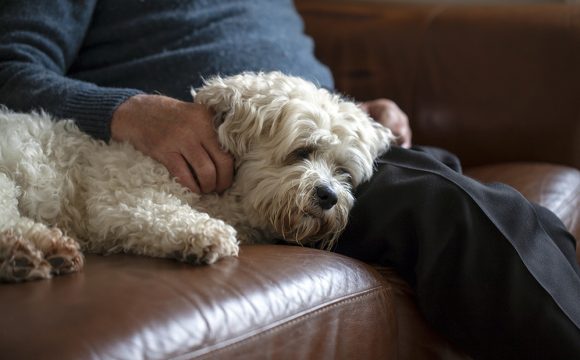 Piteå förbjuder hundar på äldreboenden