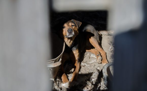 Dokumentär om smuggelhundar