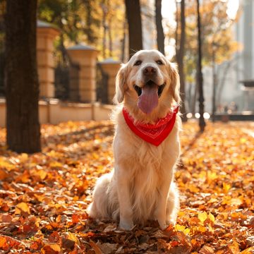 Din hund är inte så gammal som du tror