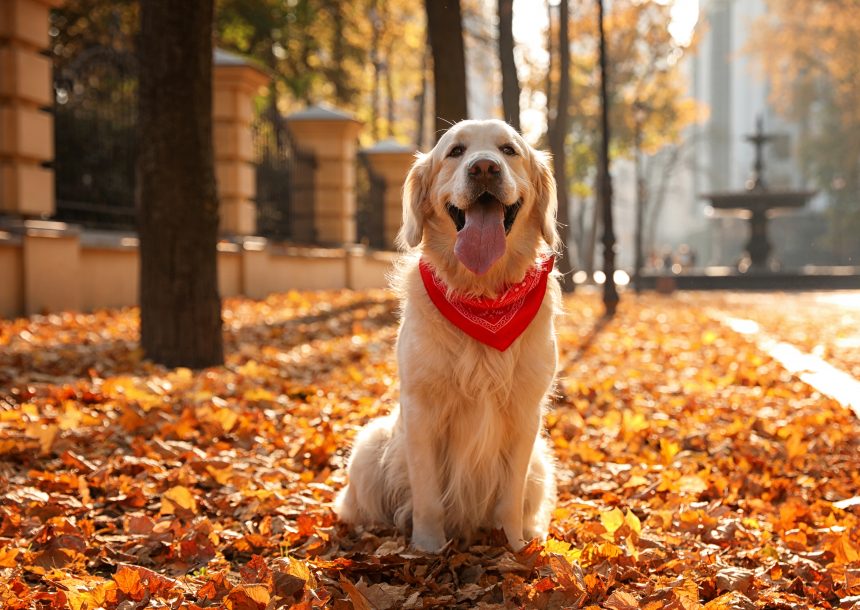 Din hund är inte så gammal som du tror