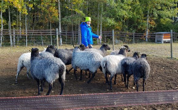 Så funkar vallarbetsprov