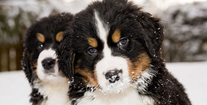 Populäraste hundnamnen 2019