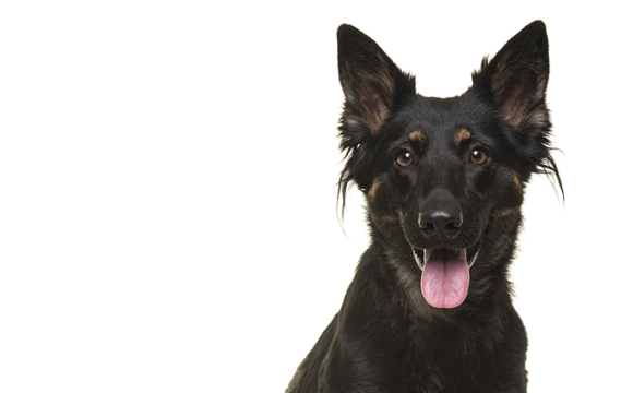 Dalarna har fått sin första hundträningshall